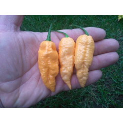 Naga Jolokia Pêssego Ghost Pepper