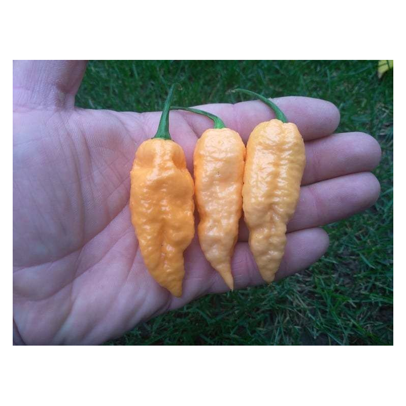 Naga Jolokia Pêssego Ghost Pepper