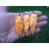 Naga Jolokia Pêssego Ghost Pepper