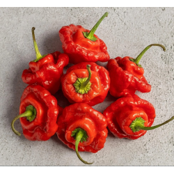 Scotch Bonnet 10 sementes