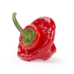 Scotch Bonnet 10 sementes