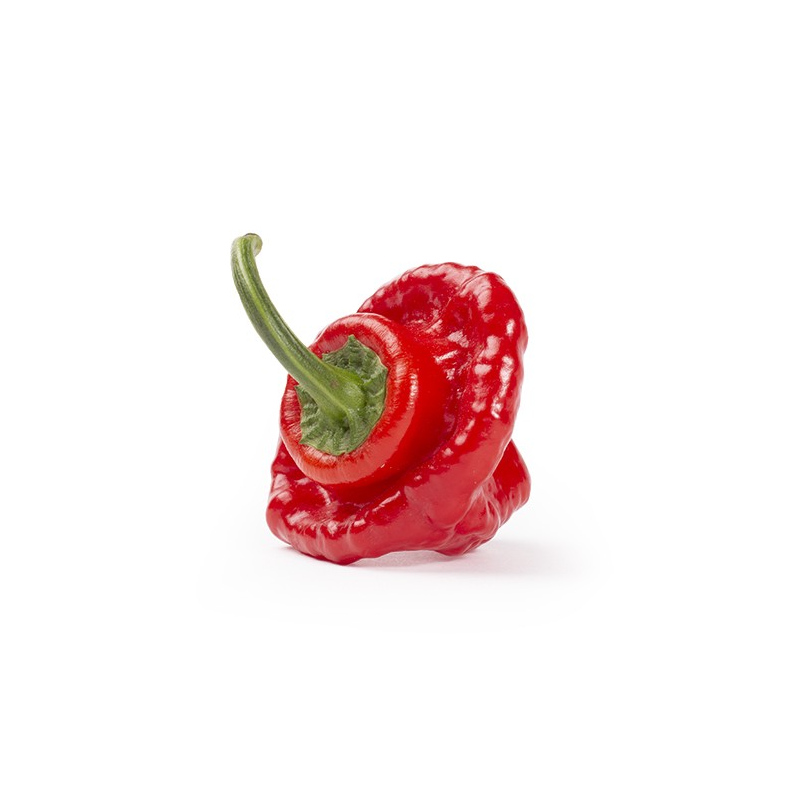 Scotch Bonnet 10 sementes
