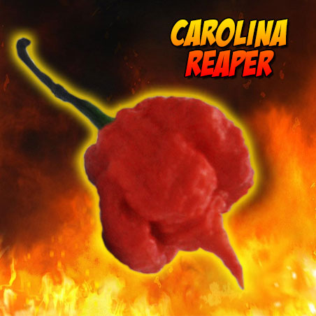 Carolina Reaper - Embalagem com 10 sementes selecionadas, com autocolante identificativo da espécie, origem e ardência.