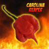 Carolina Reaper - Pack of 10 selected seeds, with sticker identifying the species, origin and SHU.