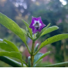 Mini Olive Rocoto 10 sementes