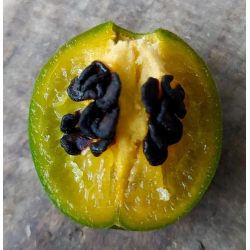 Mini Olive Rocoto 10 sementes