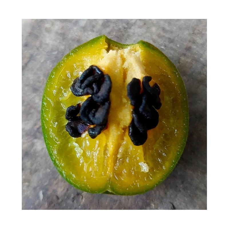 Mini Olive Rocoto 10 seeds