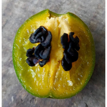 Mini Olive Rocoto 10 seeds