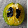 Mini Olive Rocoto 10 sementes