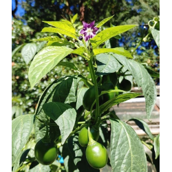 Mini Olive Rocoto 10 sementes