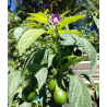 Mini Olive Rocoto 10 sementes