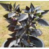 Conde Drácula (folha preta) 10 sementes