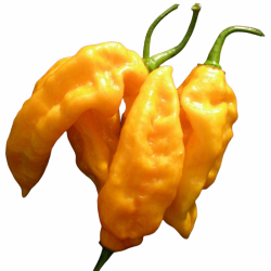 Bhut Jolokia Laranja 10 sementes