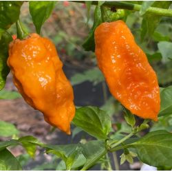 Bhut Jolokia Laranja 10 sementes
