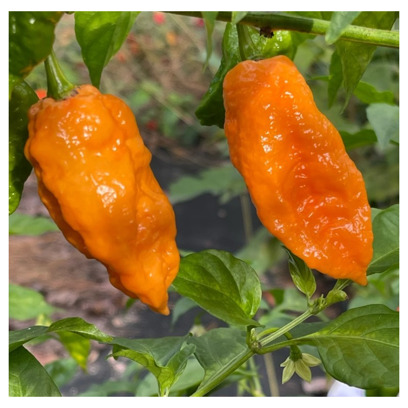 Bhut Jolokia Laranja 10 sementes
