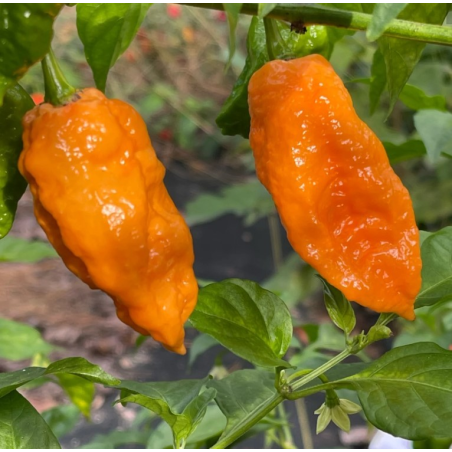 Bhut Jolokia Orange 10 seeds