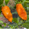 Bhut Jolokia Laranja 10 sementes