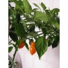 Habanero Orange 10 seeds