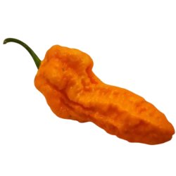 Big Orange MAMA