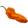 Big Orange MAMA