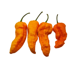 Big Orange MAMA