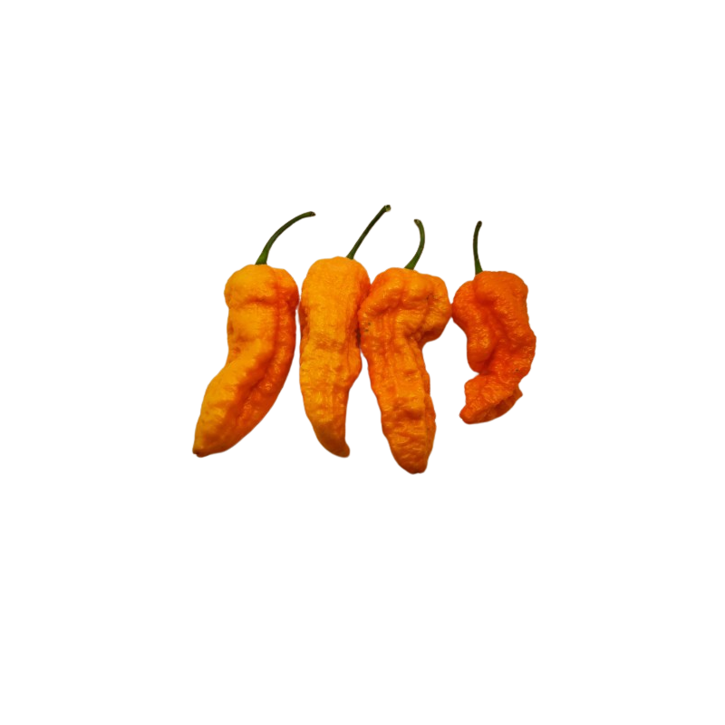 Big Orange MAMA