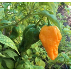 Big Orange MAMA
