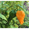 Big Orange MAMA
