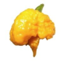 Carolina Reaper Yellow 10 seeds