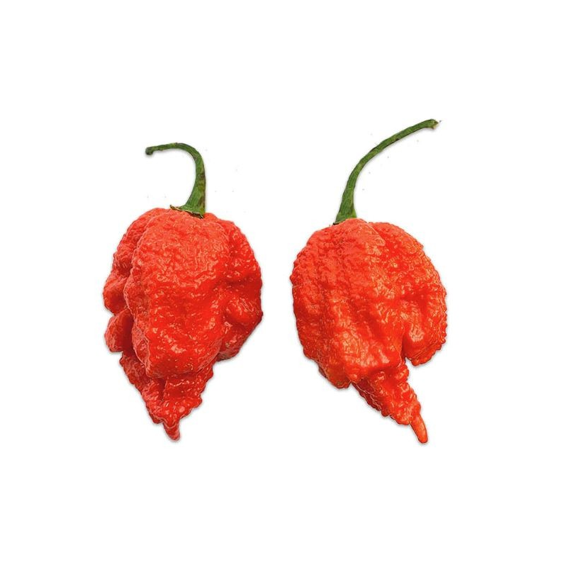 Dragon's Breath 10 seeds Dragon's Breath 10 seeds