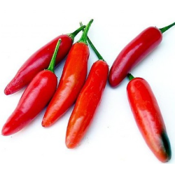 Serrano