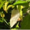 Naga White (Branca) 10 sementes