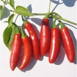 Serrano