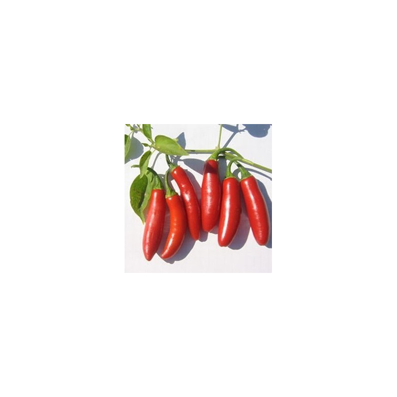 Serrano 10 sementes