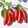 Serrano