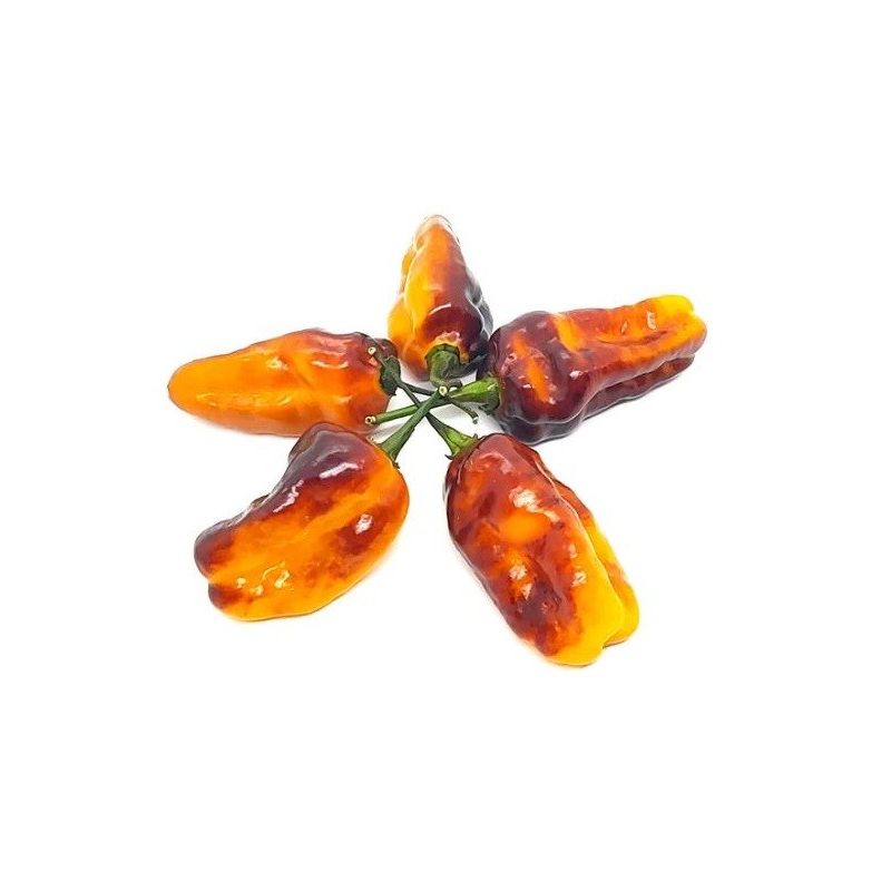 Puma Hot Pepper Puma Hot Pepper