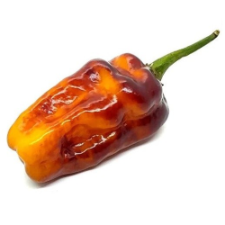 Puma Hot Pepper