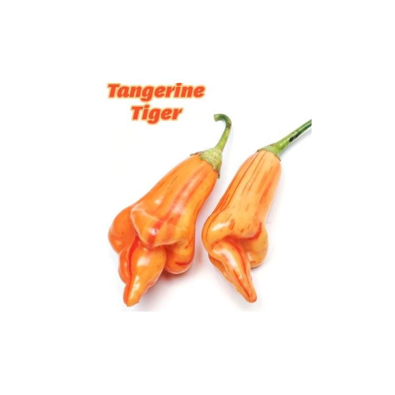 Tangerine Tiger