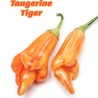 Tangerine Tiger