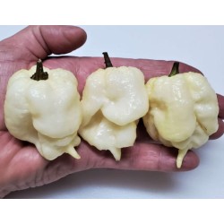 Moruga Scorpion Branca