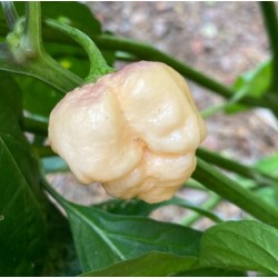 Moruga Scorpion Branca