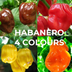 Habanero sementes 4 Cores Chocolate, Amarelo, Laranja & Vermelho