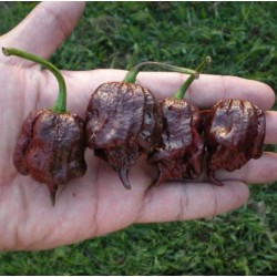 Carolina Reaper Chocolate 10 sementes