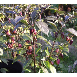 PDN X Douglah Seeds - 10 Seeds | 1 Million SHU Super-Hot