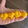 Moruga Scorpion Amarela