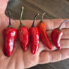 Tiger Jalapeno 10 seeds