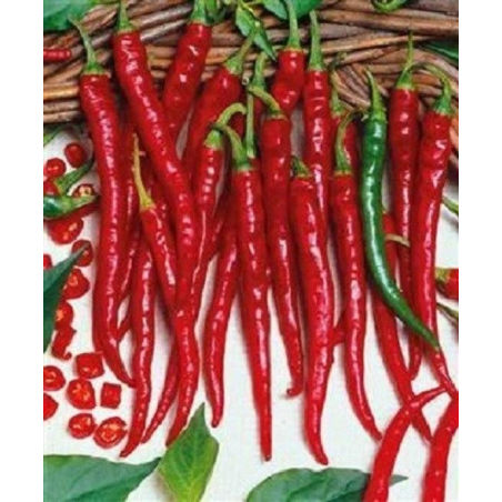 Cayenne Slim