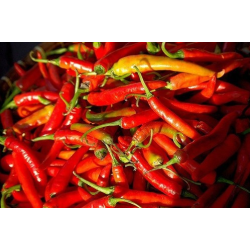 Portuguese Chili 10 seeds
