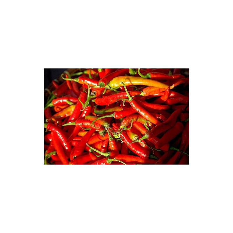 Portuguese Chili 10 seeds Portuguese Chili 10 seeds