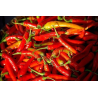 Portuguese Chili 10 seeds